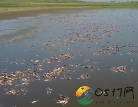 辽宁法库县一水库高温鱼被热死 究竟死了多少鱼