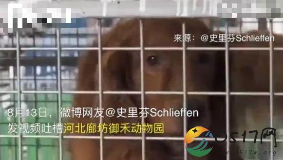 动物园回应虎笼关狗 回收园子后正在整改中