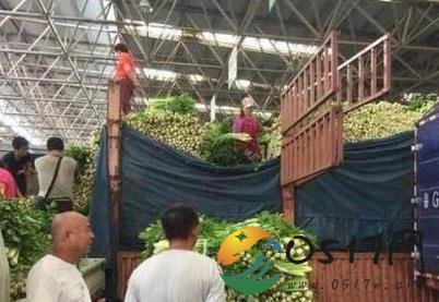 山东蔬菜价格上涨 是受寿光水灾的影响吗