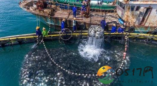 海南开捕金鲳鱼 金鲳鱼将通过电商销往全国