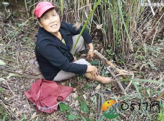 大妈身陷野猪夹报警求助 被解救后竟问收多少钱