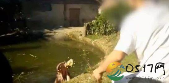 河马被喂食塑料袋 目前河马身体情况如何