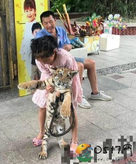 9岁女孩动物园遛老虎 难道不怕老虎伤害吗