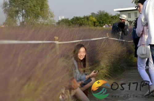 网红花海仅3天被毁 只因低素质游客跑进花海拍照