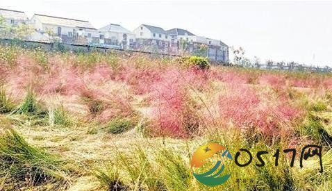 杭州又一粉黛花海沦陷 花海被游客践踏地毫无美感