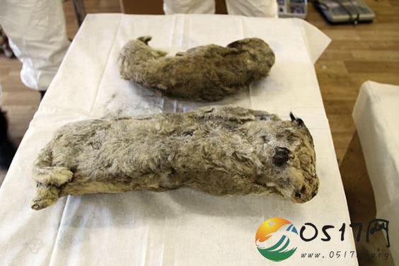 俄科学家发现冰冻四万年幼狮 幼狮保存得非常完好