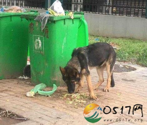 警犬被盗案警方撤案 救助警犬的夫妻最终证明了清白