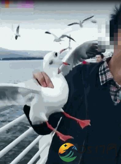 男子抓红嘴鸥被罚 为了涨粉竟伤害保护动物