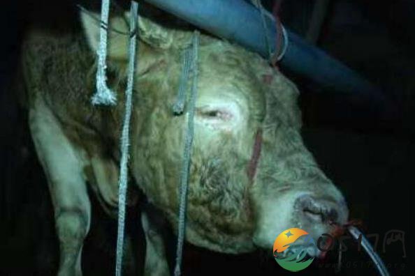 黄牛12小时注水 牛肉便宜的背后竟然还有黑幕