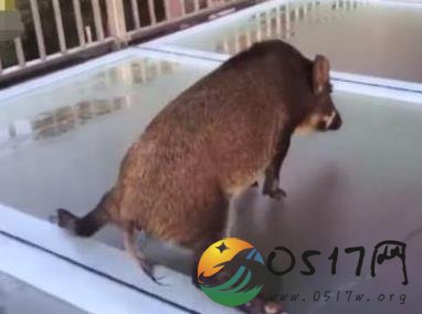 山猪误闯玻璃天桥 吓得腿软走不动