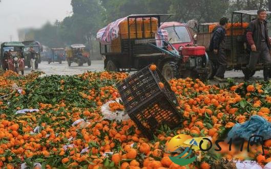 广西柑橘堆积国道 柑橘为何都堆在马路上