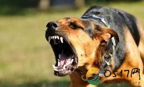 七旬老太遭恶犬撕咬 老太为何被恶犬咬伤