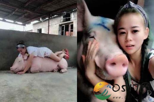 白富美与猪同寝年入百万 难道不觉得猪又脏又臭吗