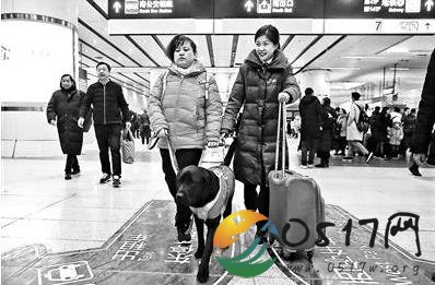 导盲犬黑萌萌接班引路 成为盲人钢琴调律师陈燕的新导盲犬