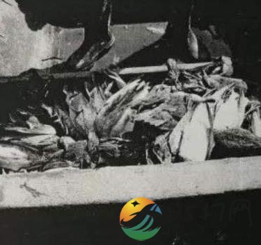 男子为吃野鸭毒死260只鸟类 最终受到什么样的惩罚